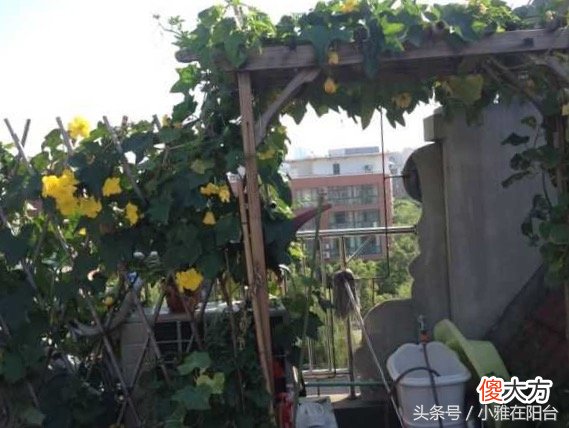 丝瓜结了一批又一批 丝瓜结果了