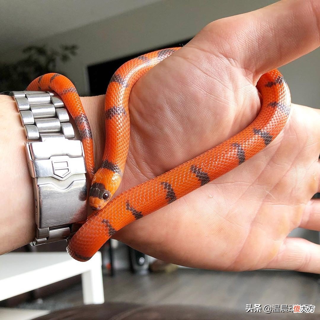 新手想养蛇需要注意什么 新手养蛇养注意事项