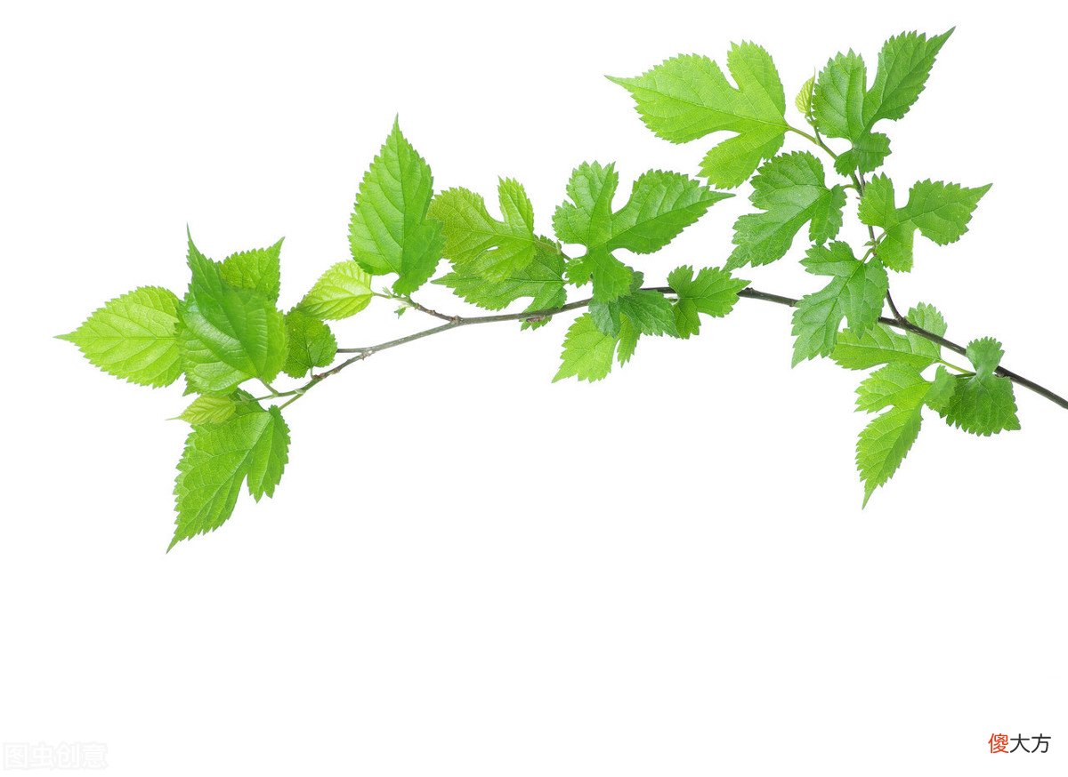文末参考文献3 夏天想瘦可以用桑叶泡水可以减肥吗？快看2019年研究成果