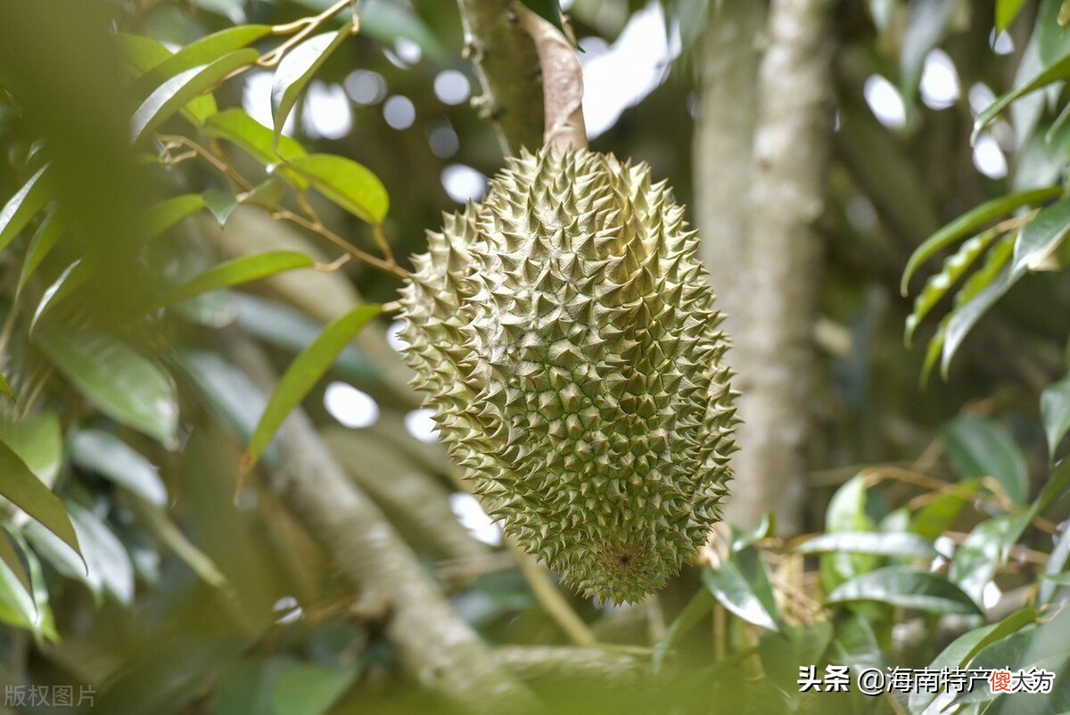 海南榴莲种植种植失败了吗 榴莲海南能种植吗