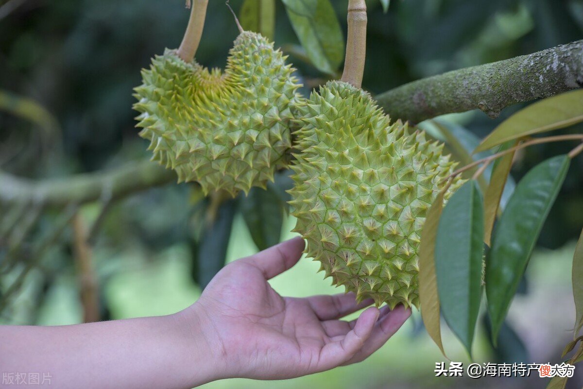 海南榴莲种植种植失败了吗 榴莲海南能种植吗