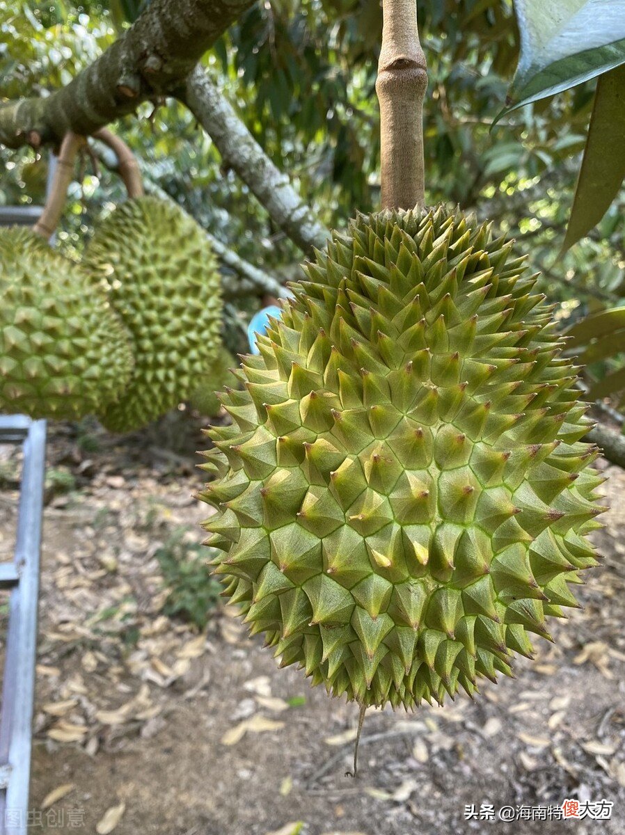 海南榴莲种植种植失败了吗 榴莲海南能种植吗