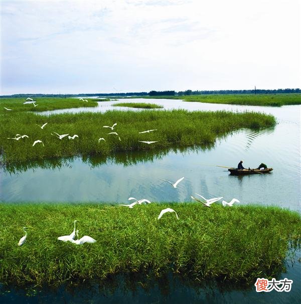 你饱览过如诗如画的太阳岛湿地风光吗？你观赏过金河湾湿地的万米荷花塘吗？你欣赏过滨
