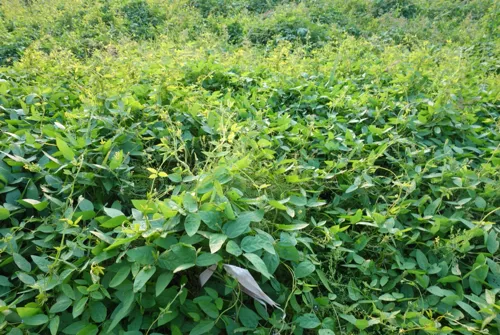 你饱览过如诗如画的太阳岛湿地风光吗？你观赏过金河湾湿地的万米荷花塘吗？你欣赏过滨