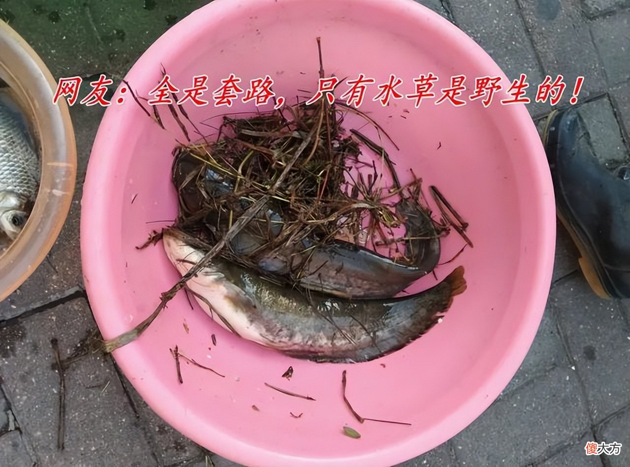 带泥的野生甲鱼 野生 甲鱼