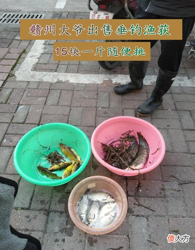 带泥的野生甲鱼 野生 甲鱼