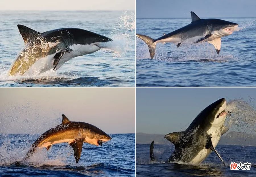 尖尖牙齿的鲨鱼宝宝 尖尖牙齿的鲨鱼宝宝ppt