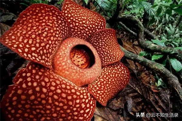 食人花不吃人，它吃什么?˙ー˙?
