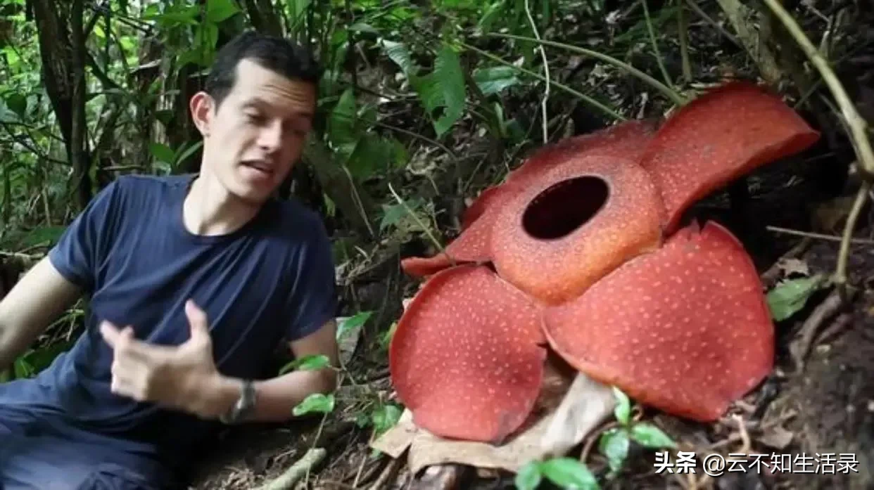 食人花不吃人，它吃什么?˙ー˙?