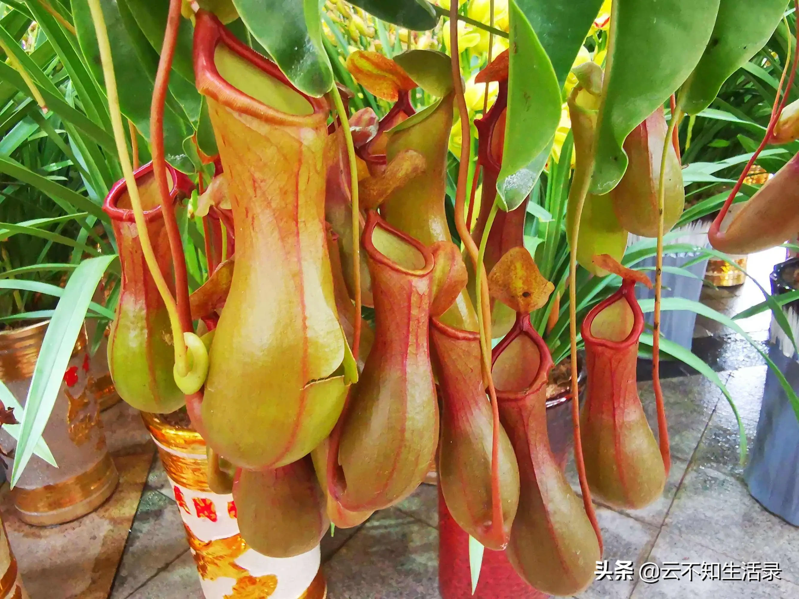 食人花不吃人，它吃什么?˙ー˙?