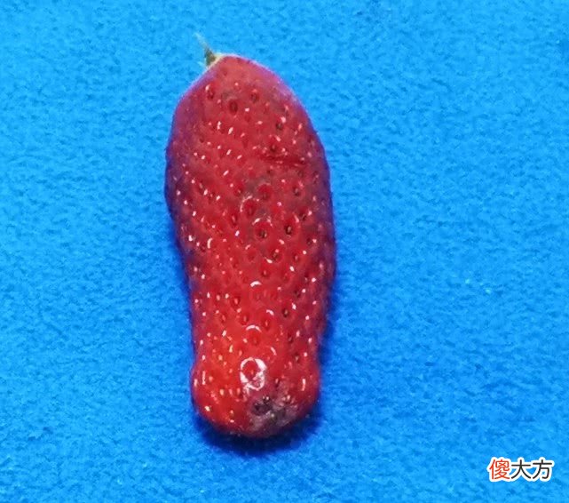 超市里什么样的草莓不能吃 什么样的草莓不可以吃