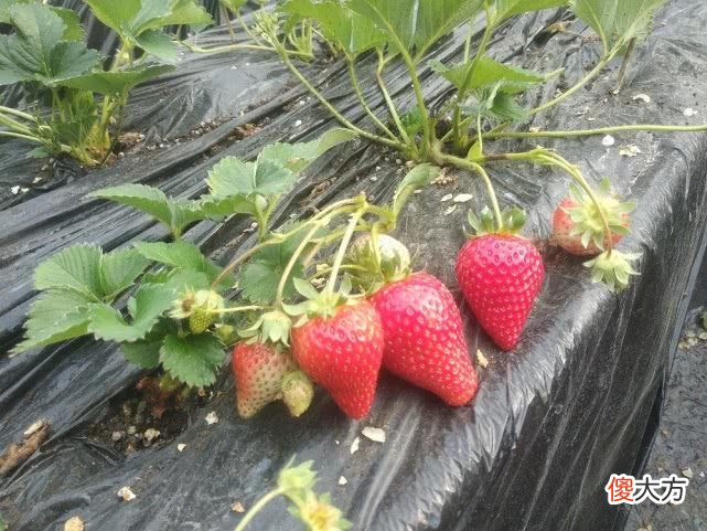 超市里什么样的草莓不能吃 什么样的草莓不可以吃