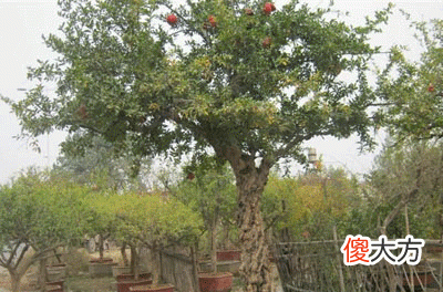 庚申辛酉石榴木