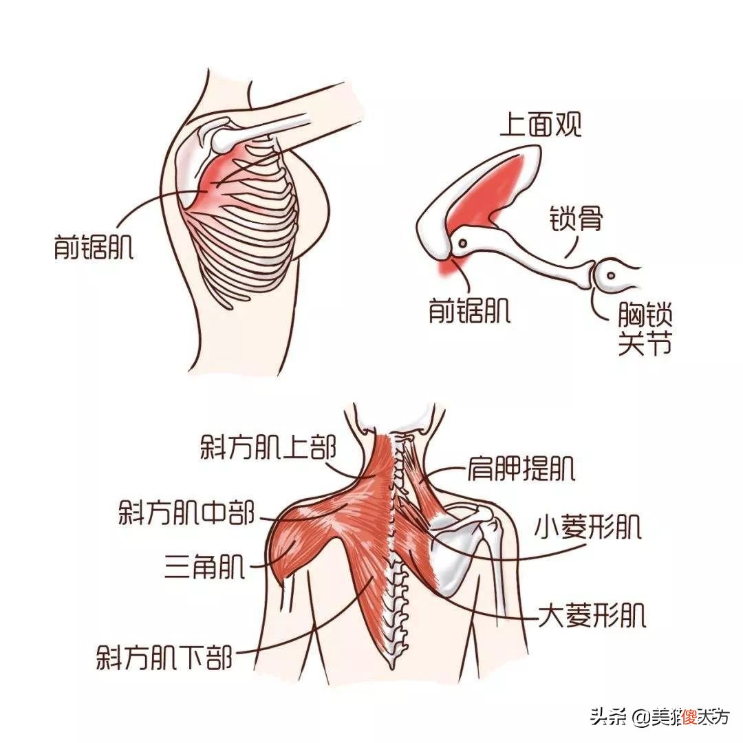 性感的蝴蝶背 蝴蝶背是什么样子