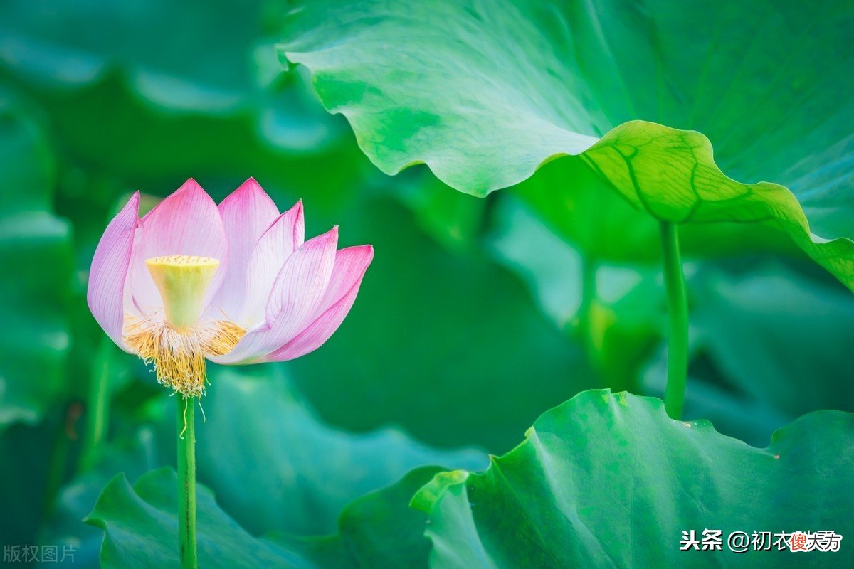 如同天书的荷花诗：采莲不采的中薏，的中薏嫩采新莲，写的是什么