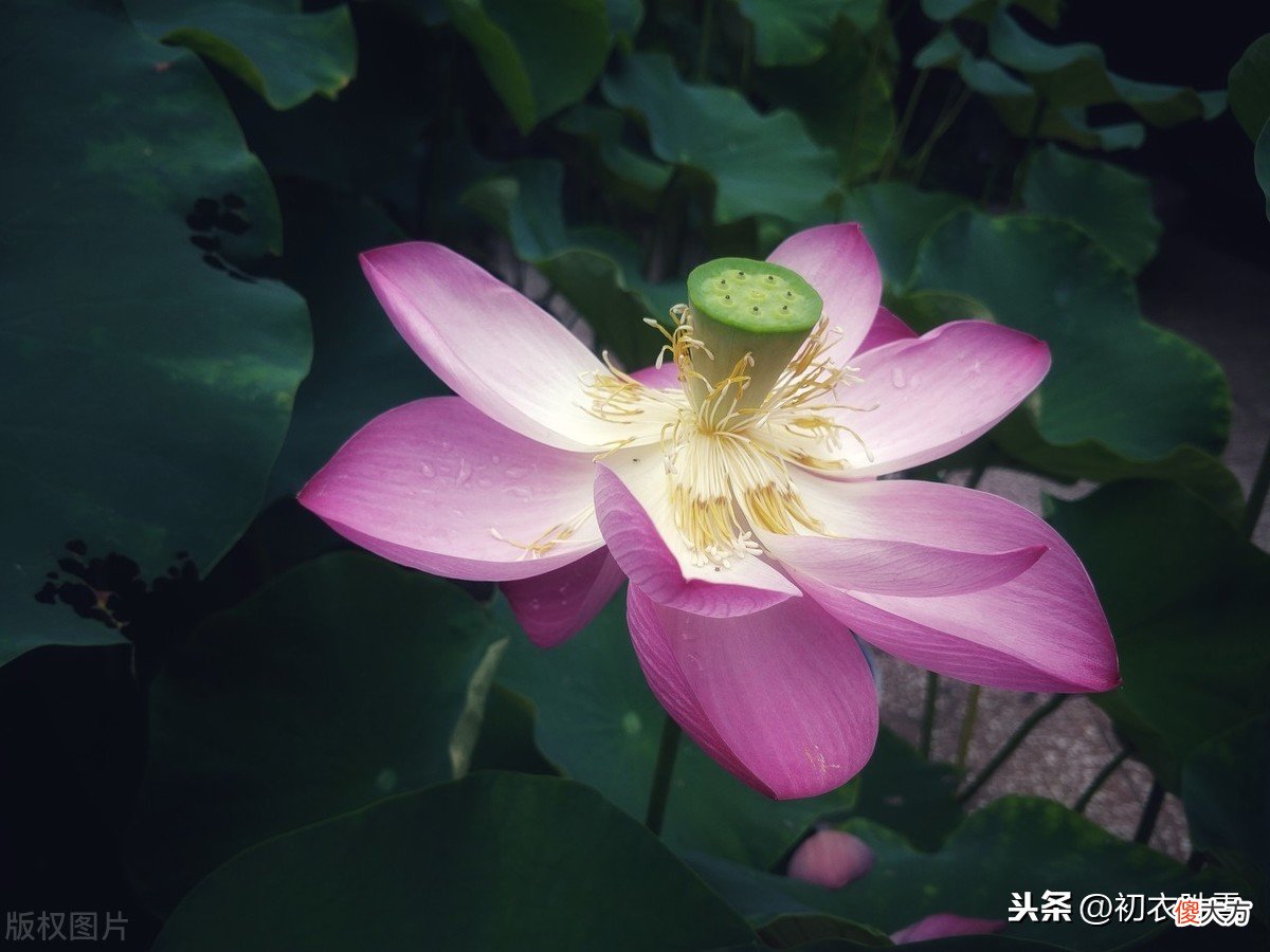 如同天书的荷花诗：采莲不采的中薏，的中薏嫩采新莲，写的是什么