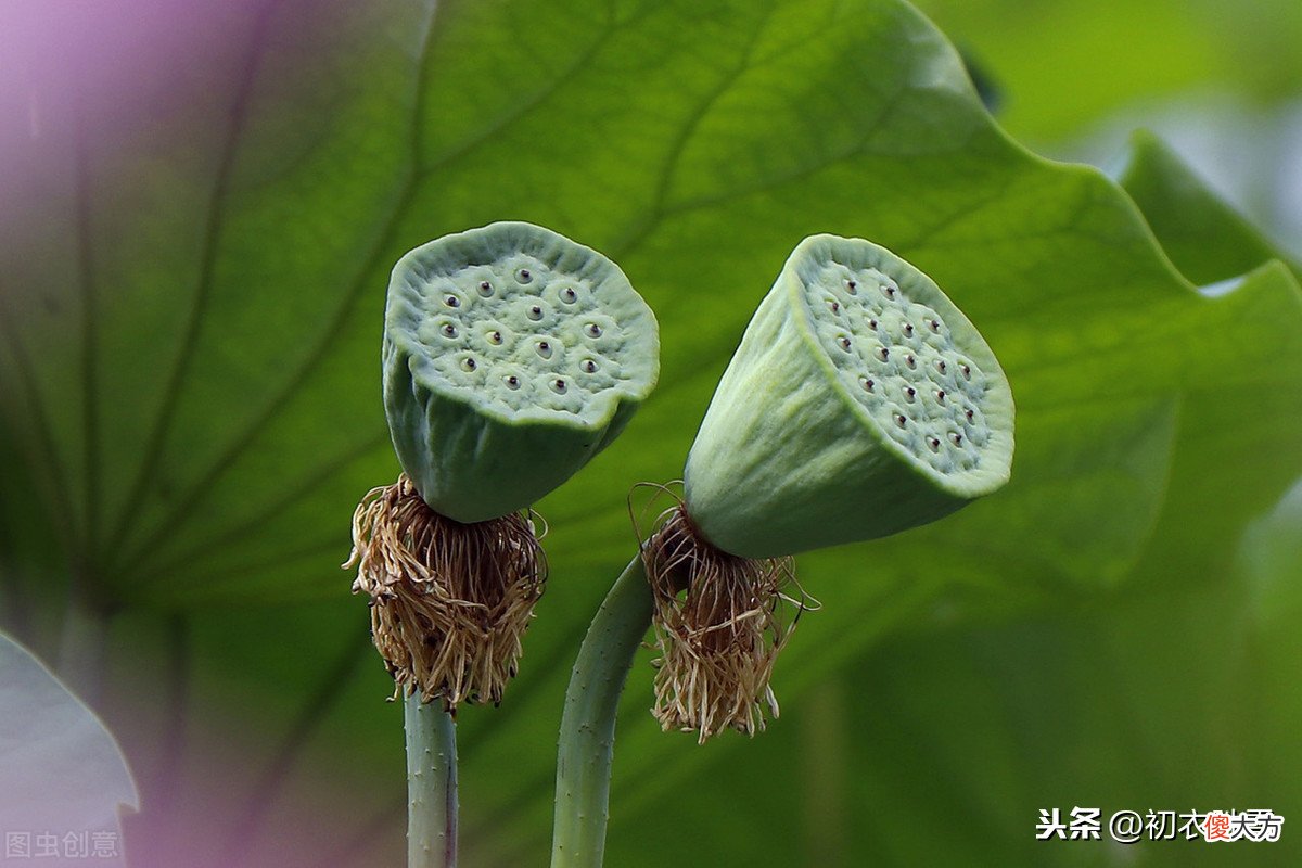 如同天书的荷花诗：采莲不采的中薏，的中薏嫩采新莲，写的是什么