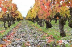 酩悦香槟2002年份款 2002年份香槟