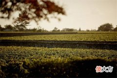 葡萄酒开瓶了可以保存多久 自酿葡萄酒保存多久过期