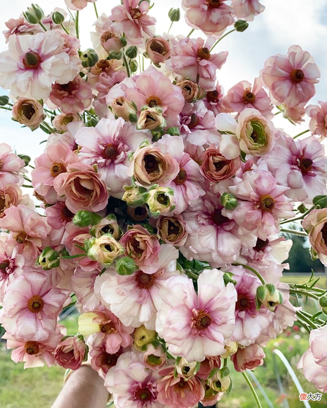 花艺色彩的寓意象征 花颜色寓意