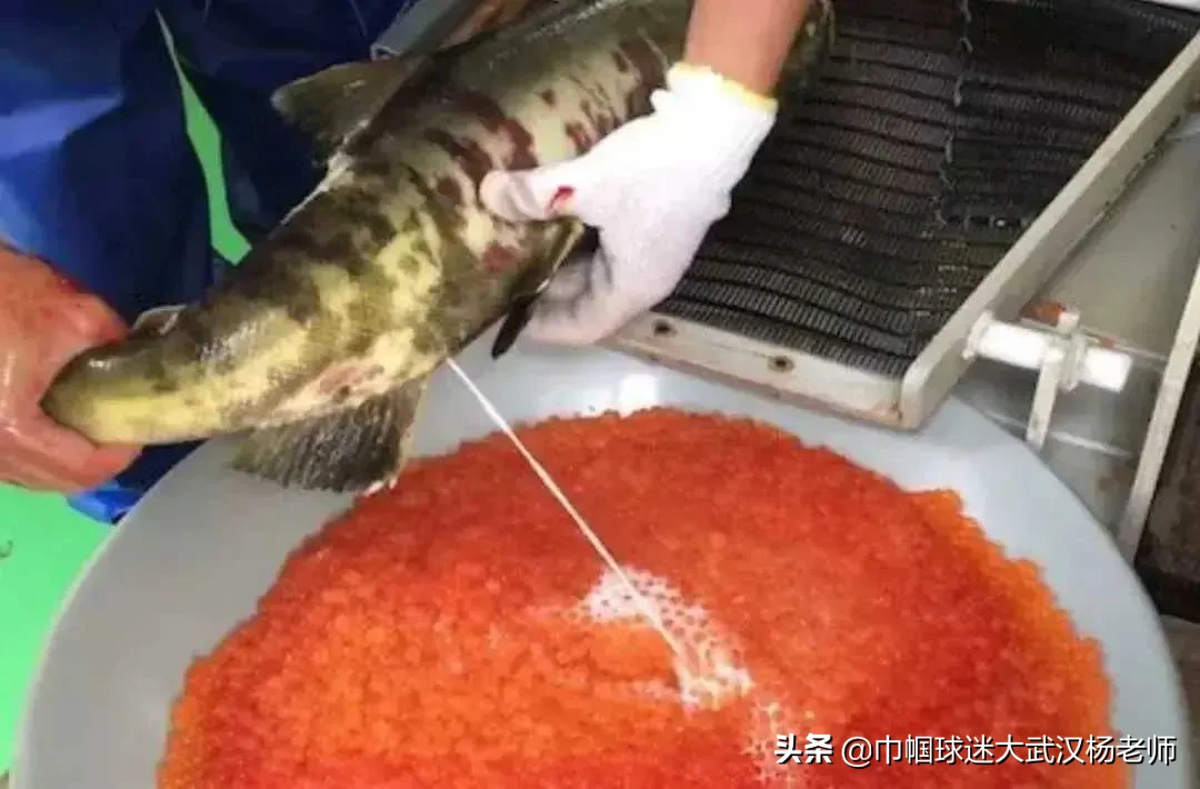 为什么人类喜欢吃性器官？