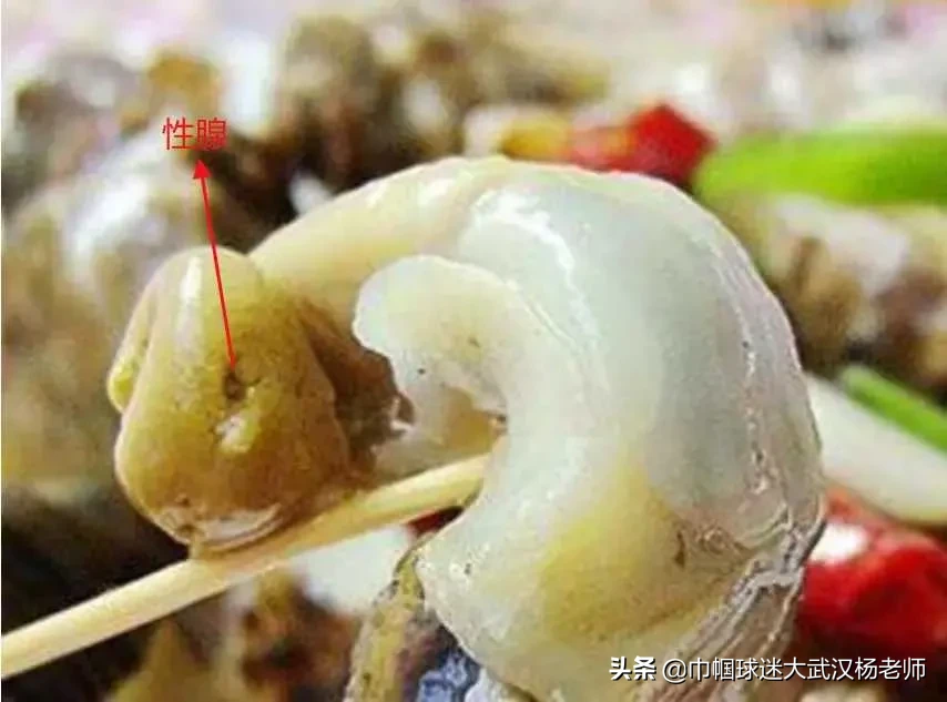 为什么人类喜欢吃性器官？