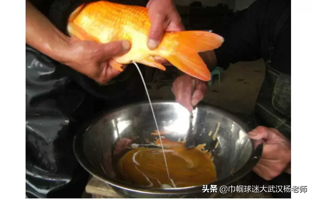 为什么人类喜欢吃性器官？