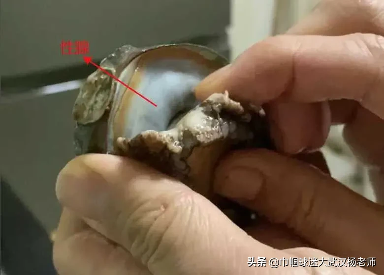 为什么人类喜欢吃性器官？