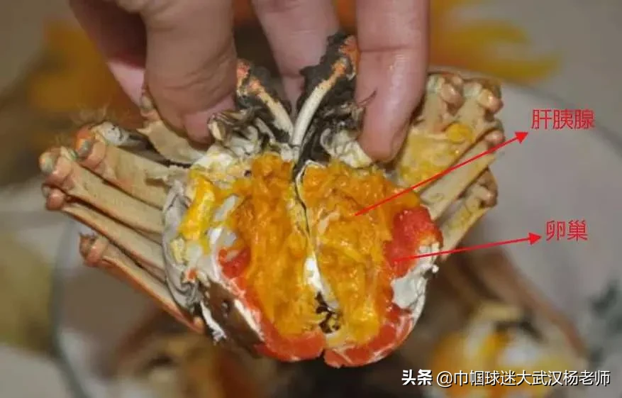 为什么人类喜欢吃性器官？