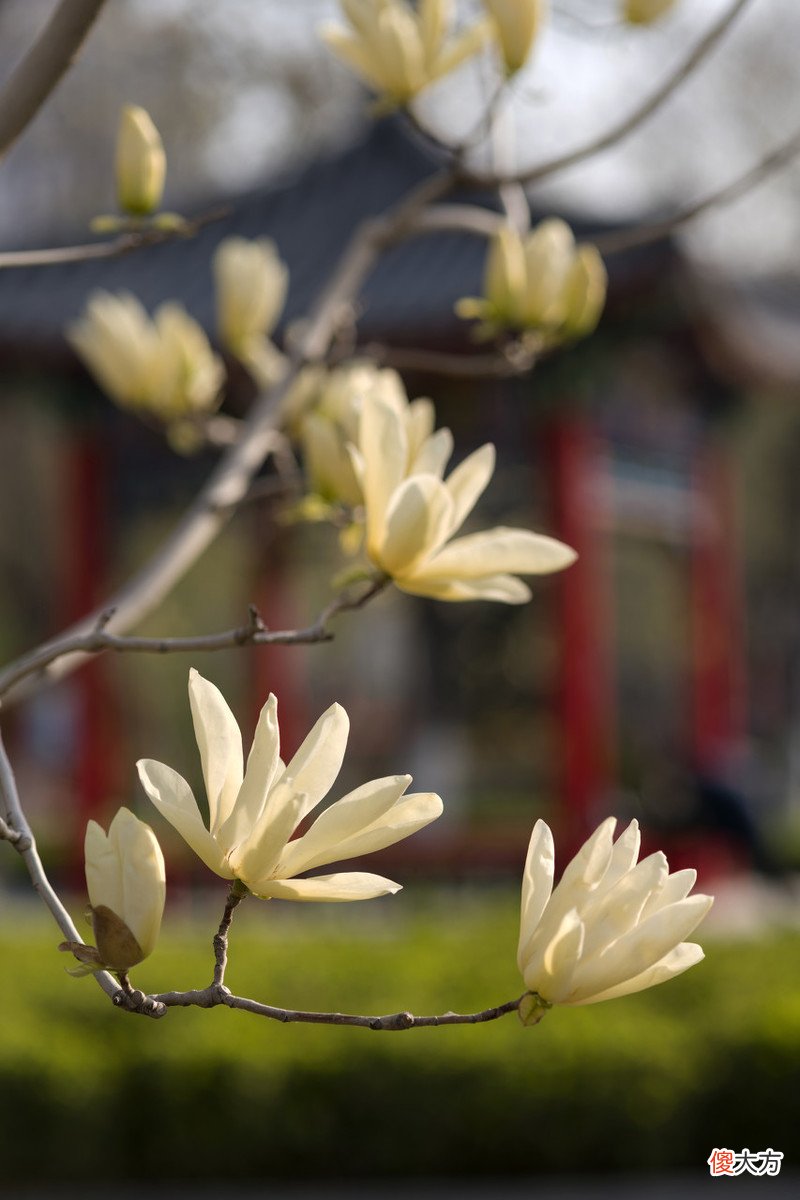 3月何处不飞花，最是玉兰惹人怜