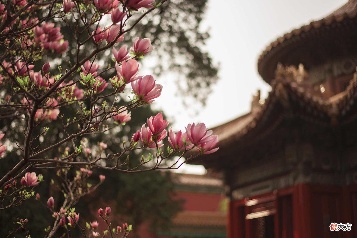3月何处不飞花，最是玉兰惹人怜