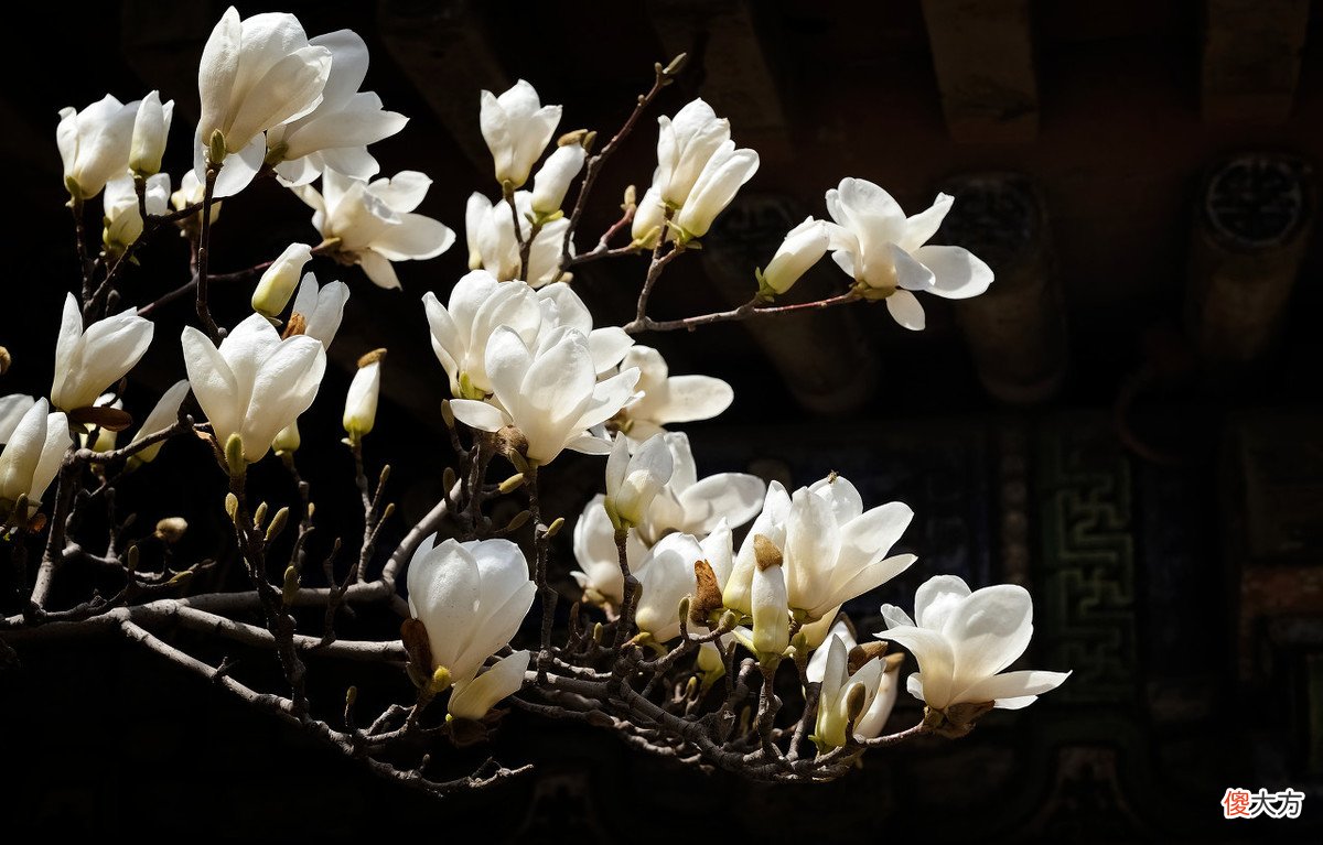 3月何处不飞花，最是玉兰惹人怜