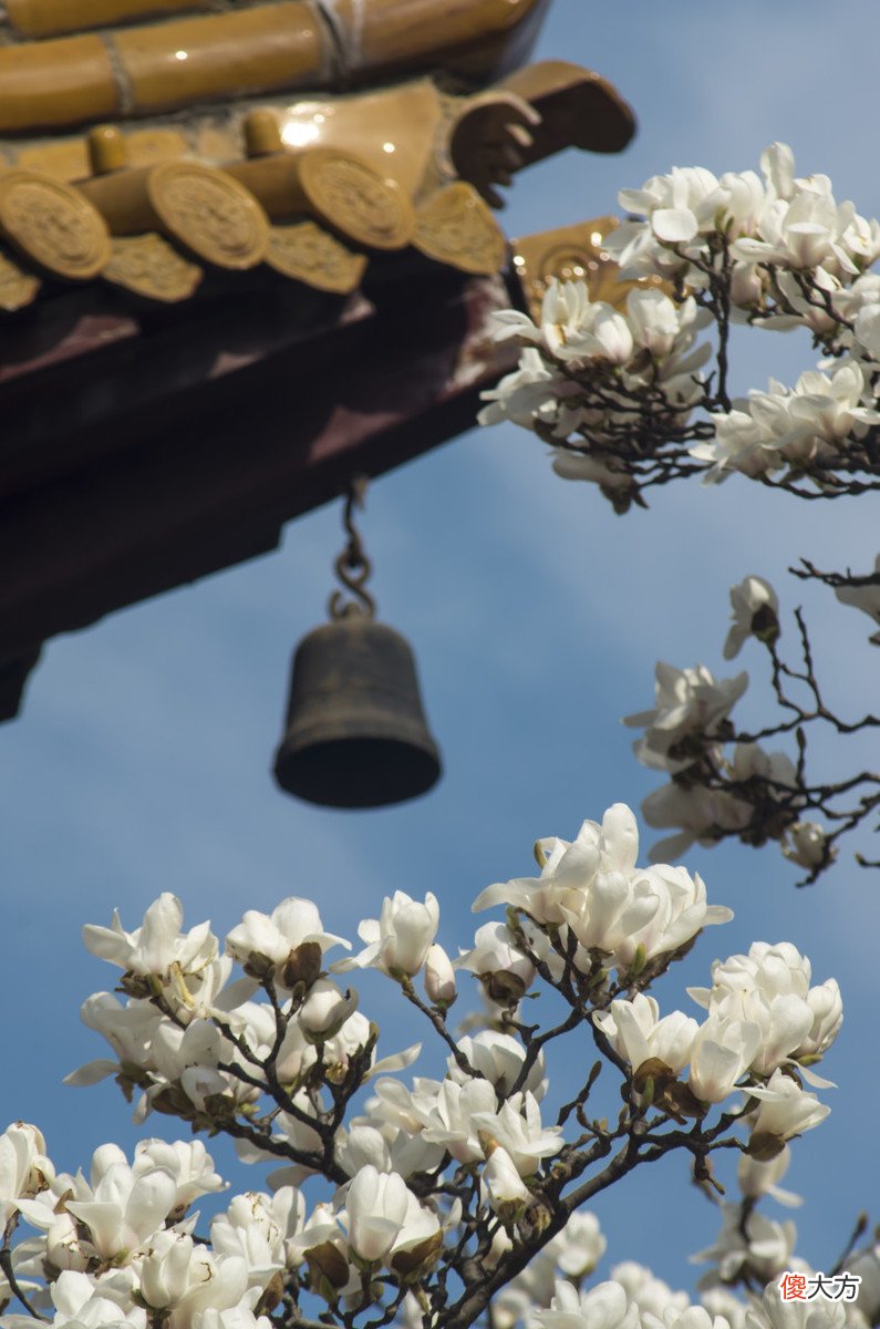 3月何处不飞花，最是玉兰惹人怜