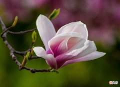 3月何处不飞花，最是玉兰惹人怜