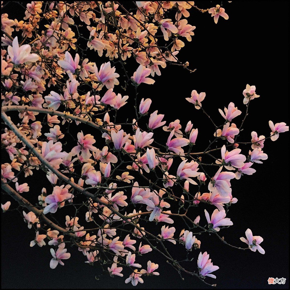 3月何处不飞花，最是玉兰惹人怜