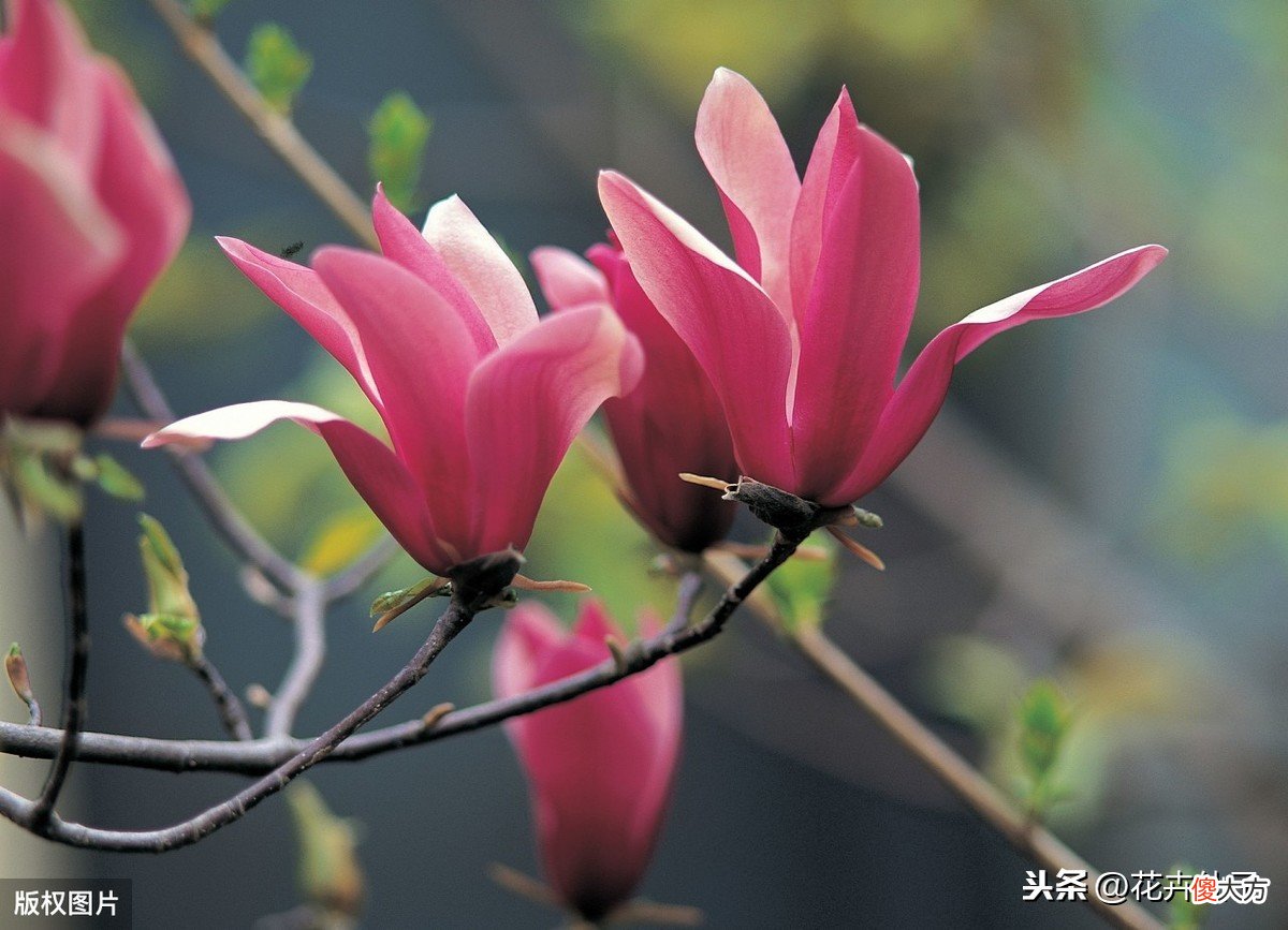 了解白玉兰的繁殖管理养护技术 白玉兰花如何管理养殖