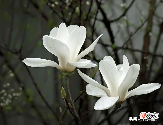 了解白玉兰的繁殖管理养护技术 白玉兰花如何管理养殖