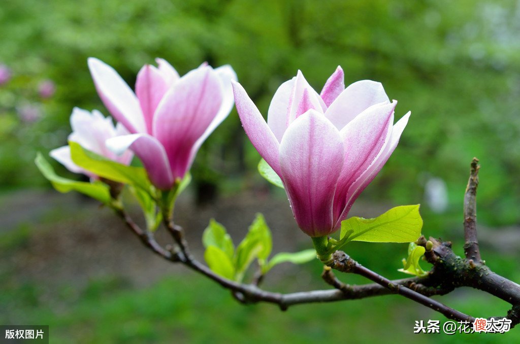 了解白玉兰的繁殖管理养护技术 白玉兰花如何管理养殖