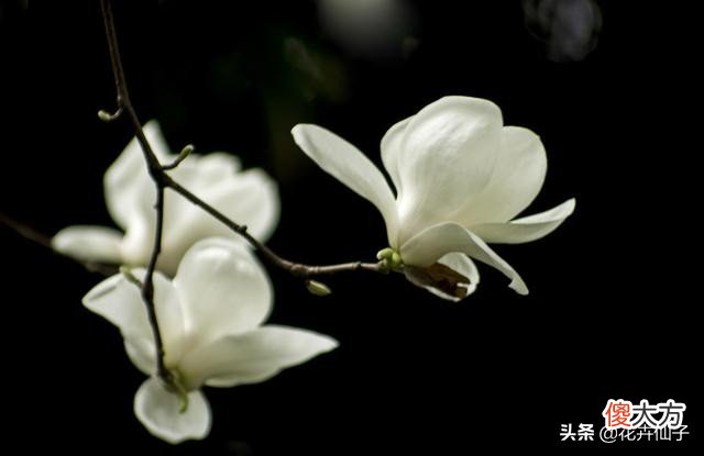 了解白玉兰的繁殖管理养护技术 白玉兰花如何管理养殖