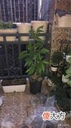 家庭白玉兰花的养护 白玉兰花家庭怎么养?