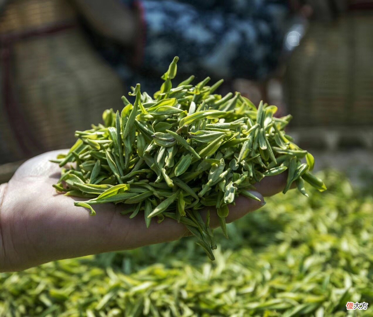 哪里产的绿茶最好 哪里产的绿茶叶最好