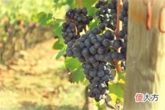 中国进口红酒批发市场在哪里 红酒进出口贸易怎么样