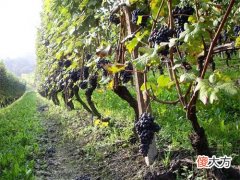 昆明市酿酒厂的酒怎么样 昆明红酒批发市场在哪里