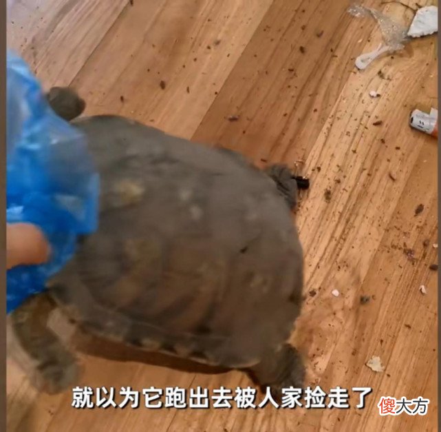 2009年失踪的乌龟突然出现 乌龟离奇失踪
