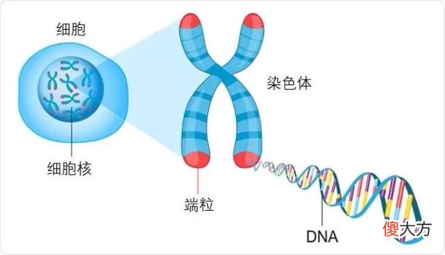 2009年失踪的乌龟突然出现 乌龟离奇失踪