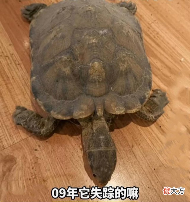 2009年失踪的乌龟突然出现 乌龟离奇失踪