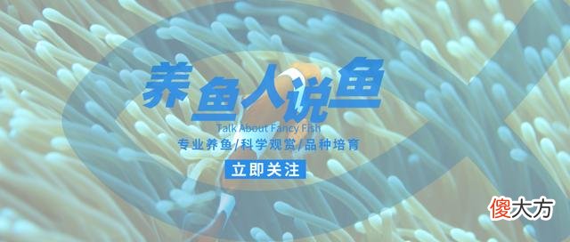我们常养的那些乌龟寿命到底有多久 乌龟的寿命很长一般的可以活多少年