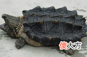 我们常养的那些乌龟寿命到底有多久 乌龟的寿命很长一般的可以活多少年