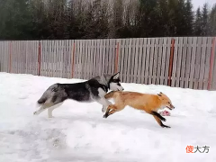把狐狸和二哈放在一起养 狐狸和猫一起养