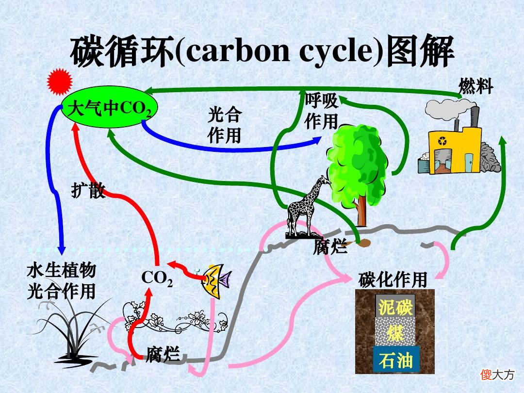 狐狸和狼哪个智商高 狐狸和狼哪个聪明